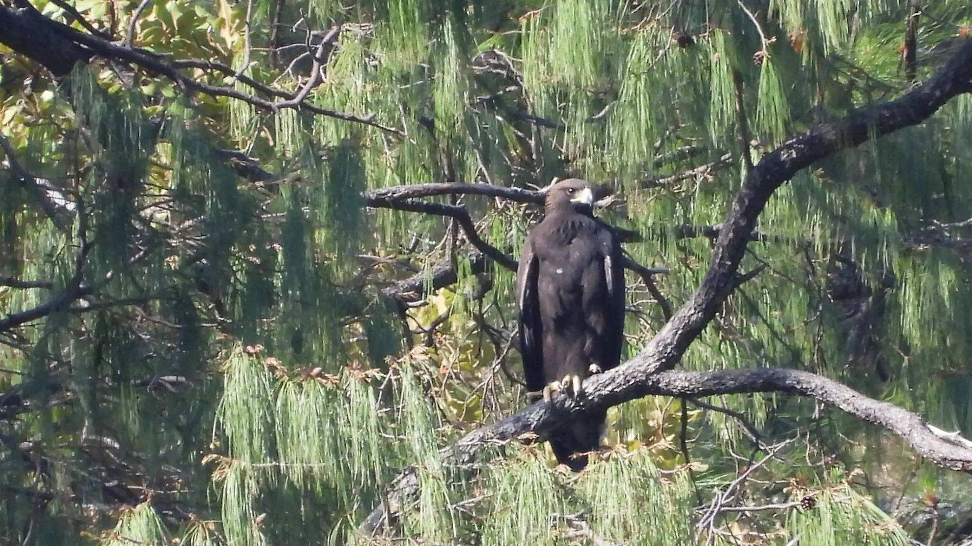 Águila SEMADET